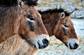 Mongolian Wild Horse 001 copyright Villayat Sunkmanitu